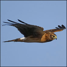 Northern Harrier Photo