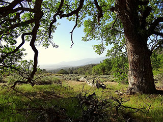 Grass covered hilltop with large shady oak tree. Several dead branches and logs on lie on the ground.