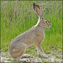 Jack Rabbit Photo