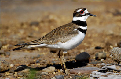 Killdeer Photo