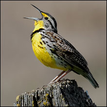 Meadowlark Photo