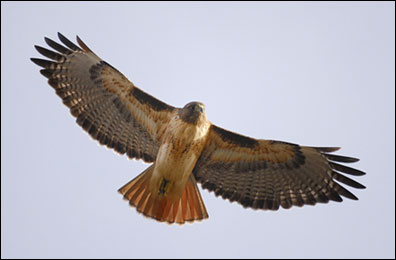 Red Tailed Hawk Photo