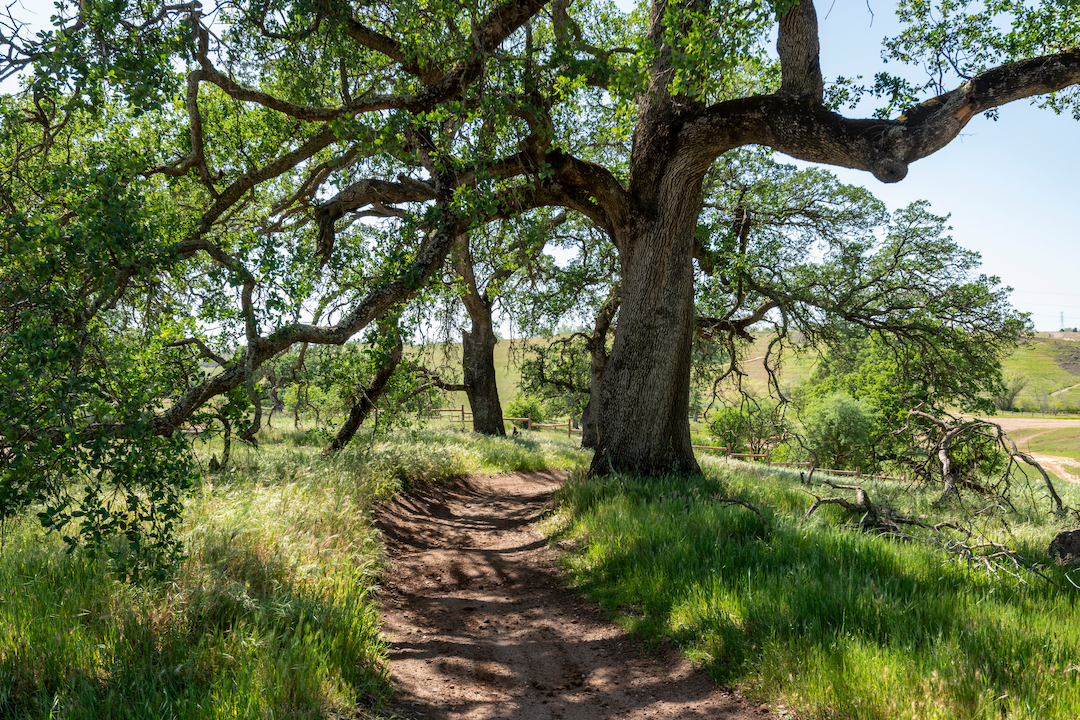 oak tree