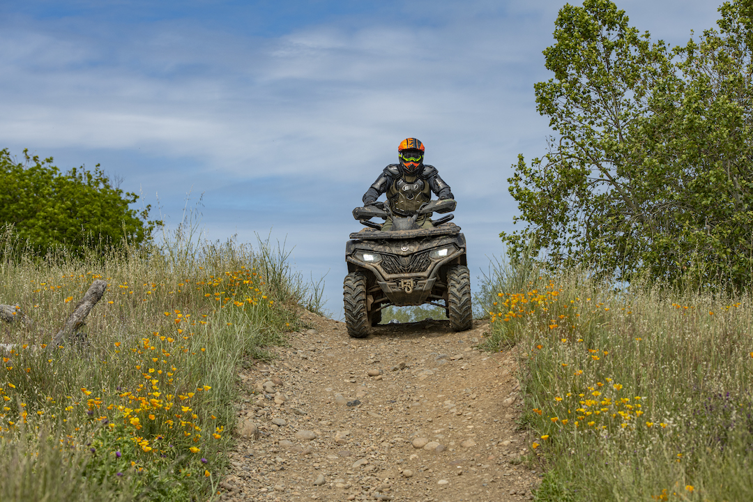 rider and sunflowers