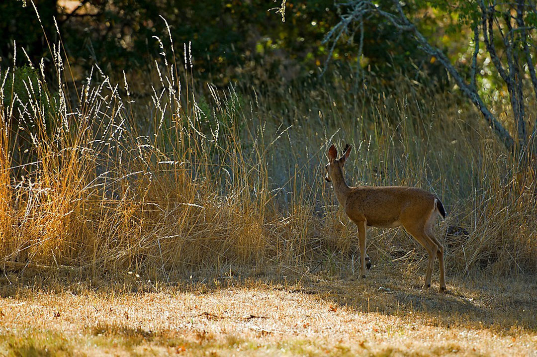 Trione-Annadel SP Trione-Annadel SP