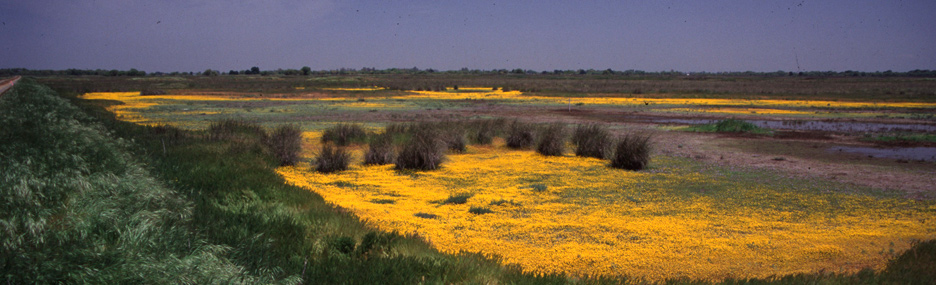Great Valley Grasslands 