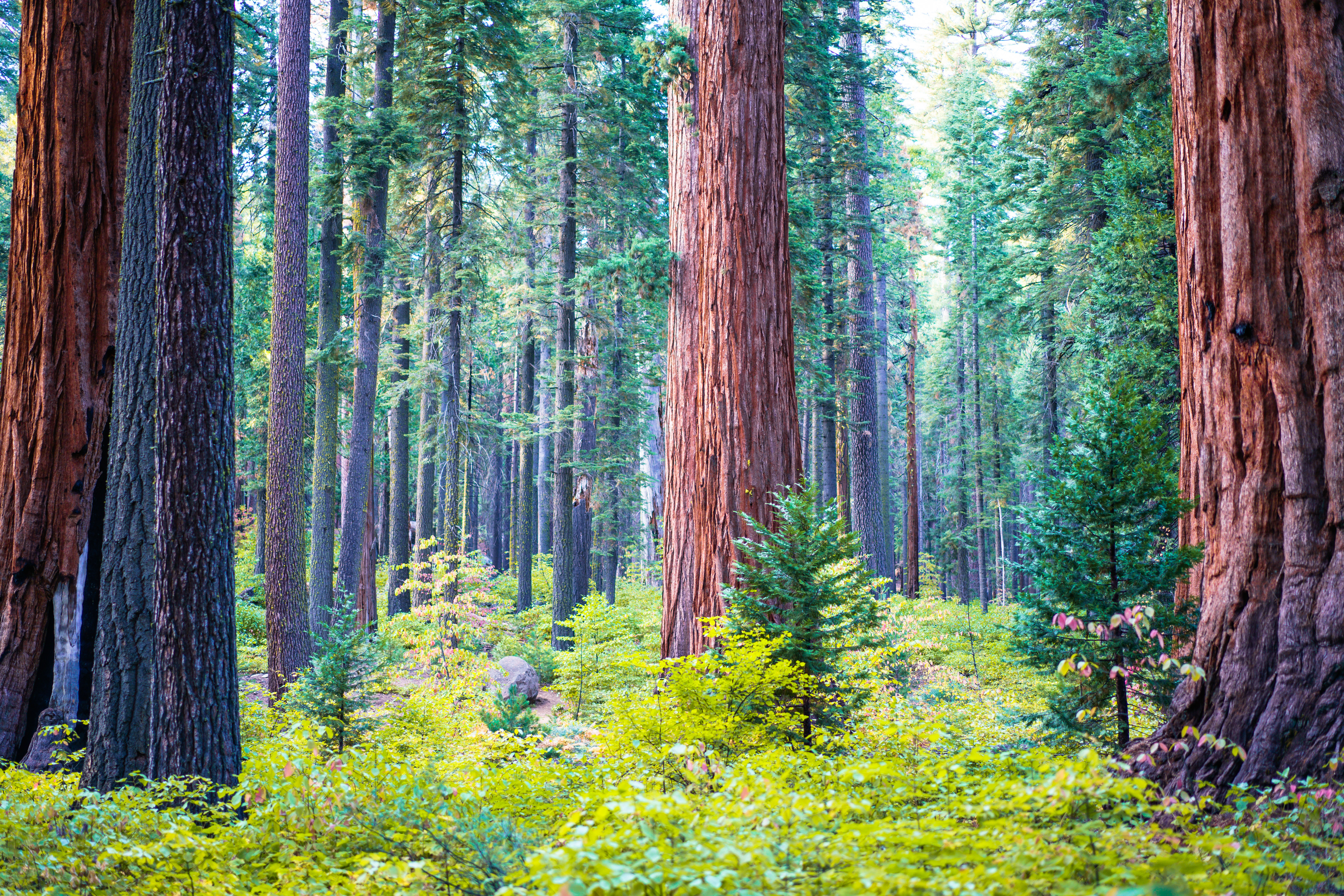 forest