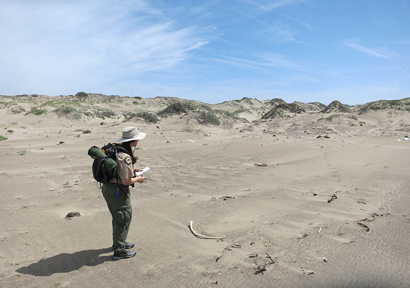 Monitoring of snowy plovers