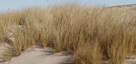 Grass