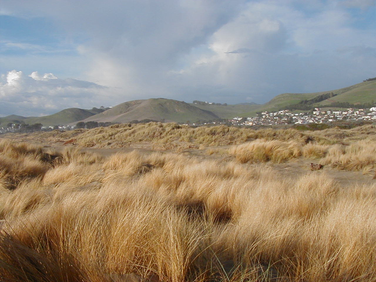 Ammophila after treatment view 1