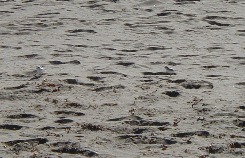 Snowy Plover Snowy Plover