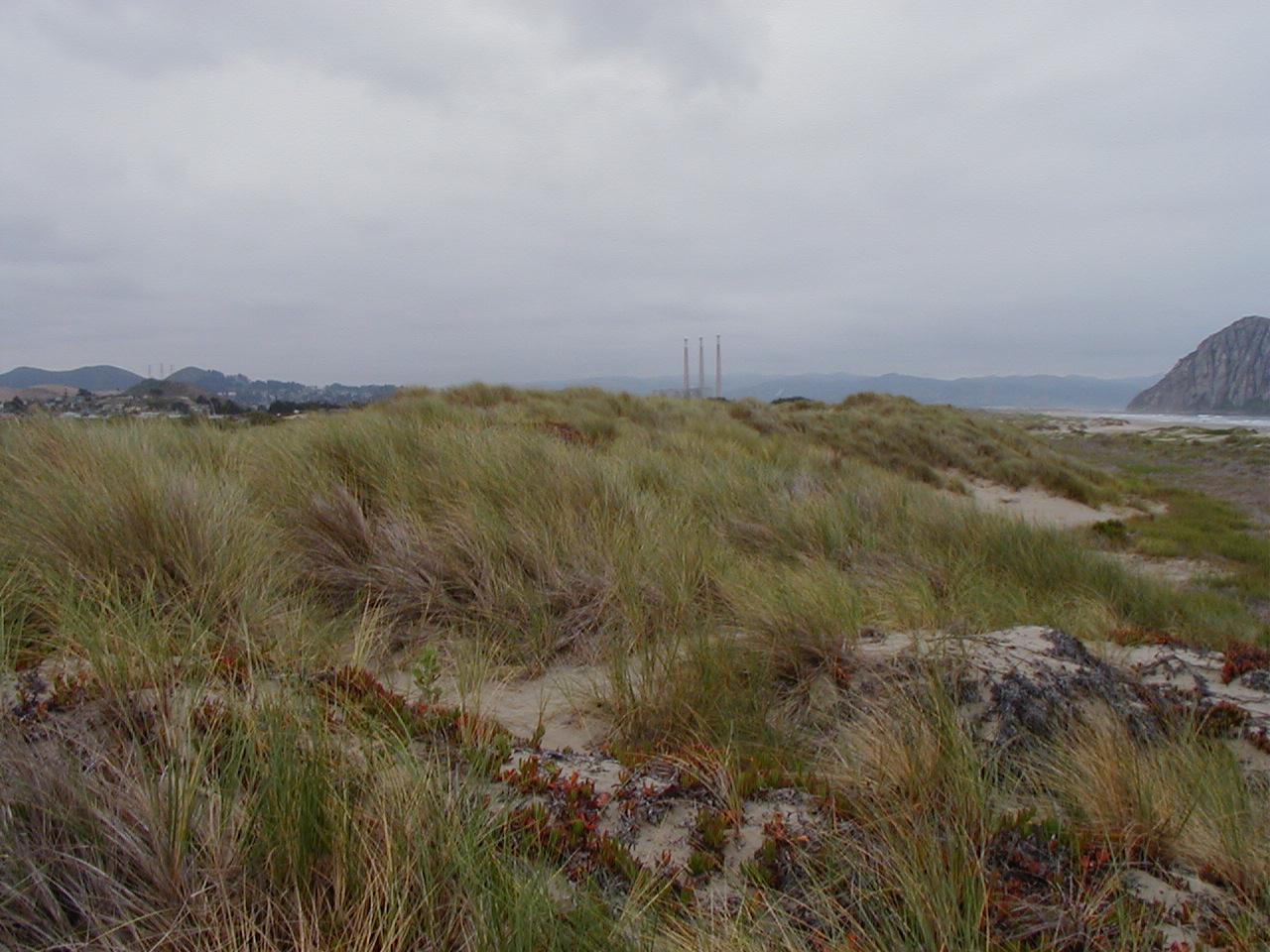 European Beachgrass