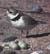 Snowy Plovers