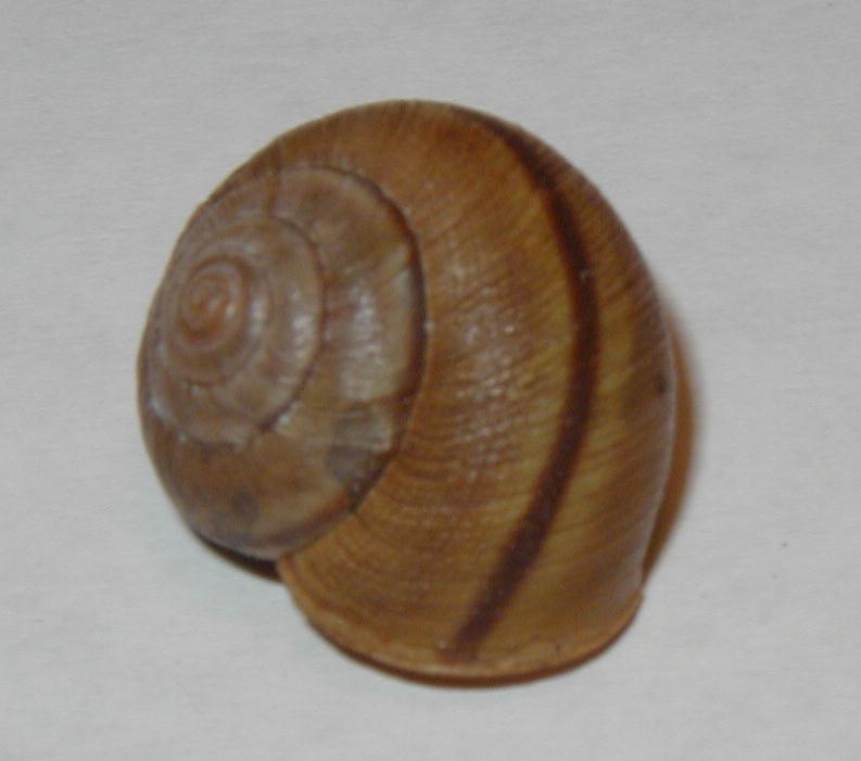 Morro Shoulderband Snail