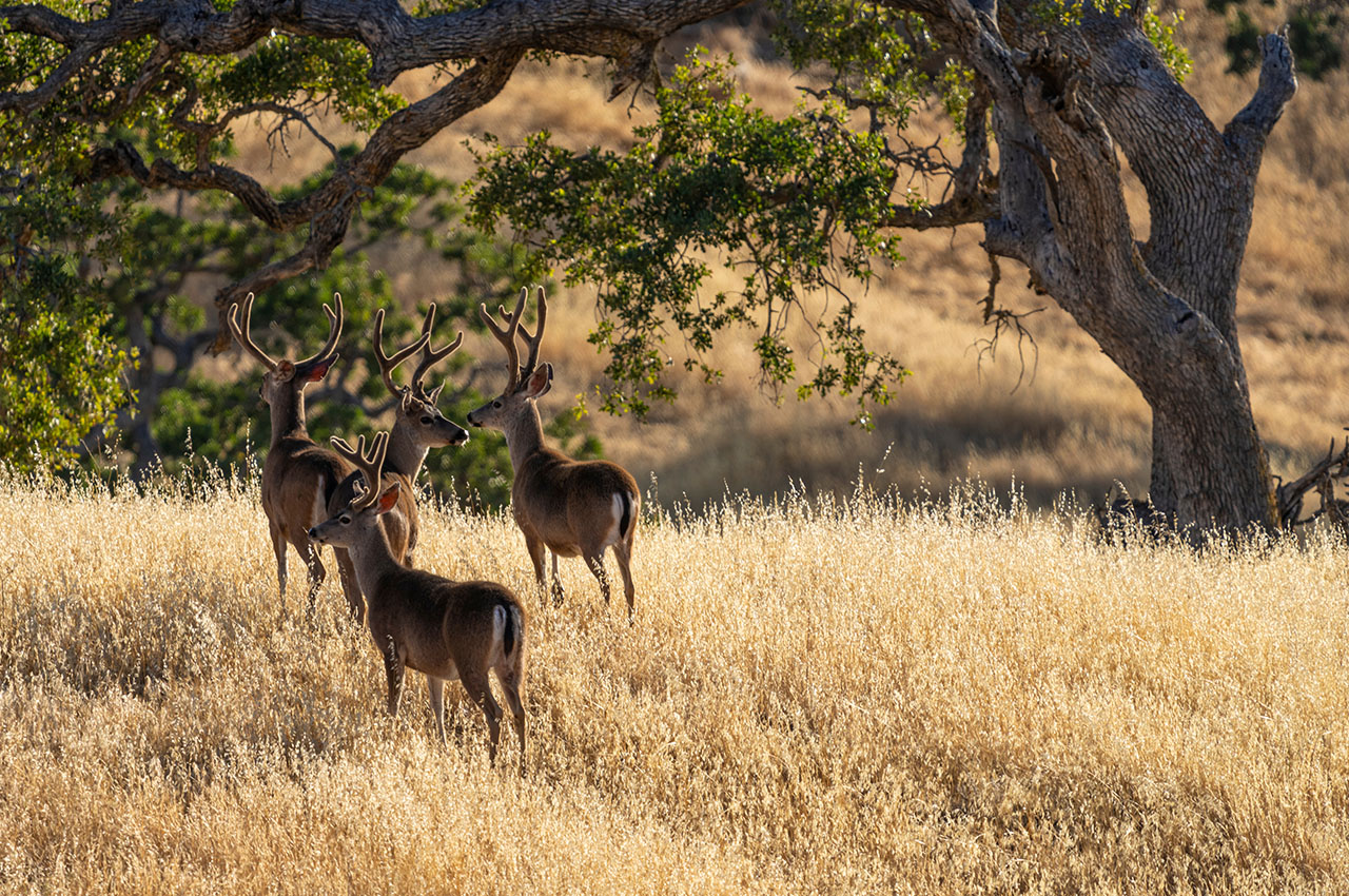 Deer in Diabale Range Hills