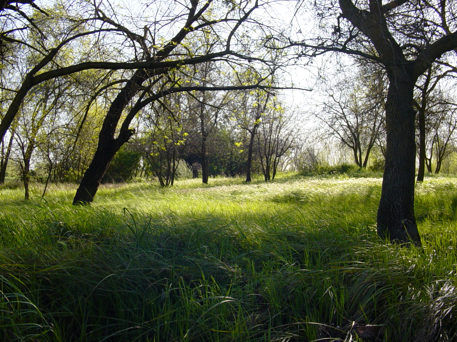 Riparian understory along the Sacramento River