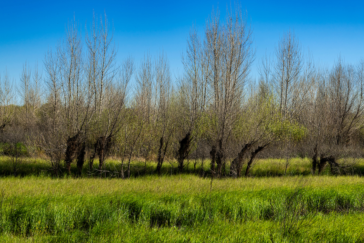 Dos Rios wetland woods