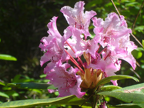 Jug Handle State Natural Reserve Rhododendron