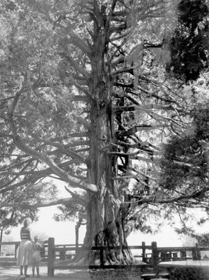 Large tree in picnic area, with CCC tables