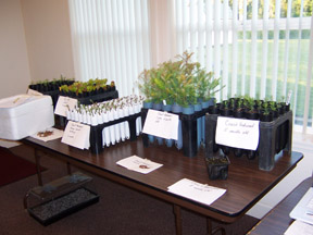 seedlings