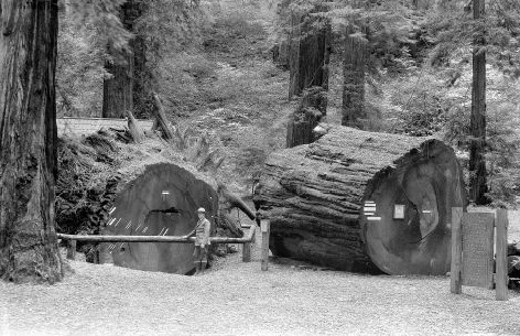 Richardson Grove tree ring exhibit, 1935