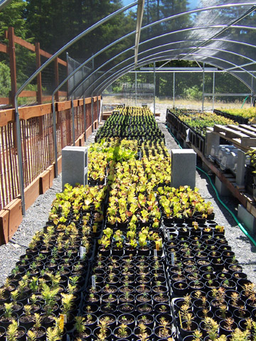 Mill Creek, greenhouse