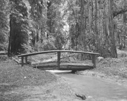 Footbridge in Stephens Grove, 1937