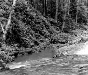 Historic photo of ford in Little River, Van Damme State Park