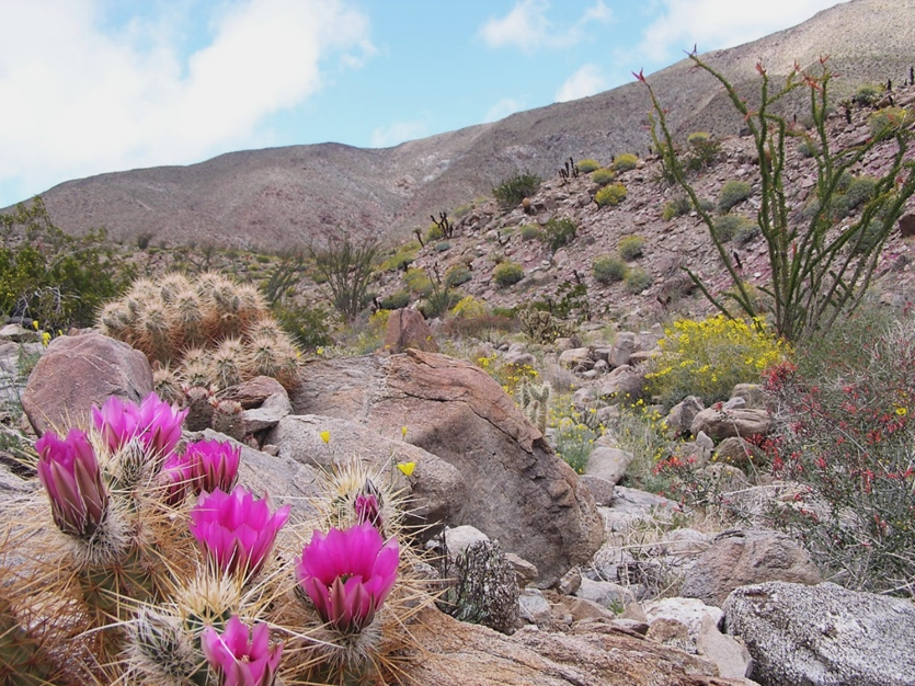 Anza-Borrego Desert SP Wildflowers