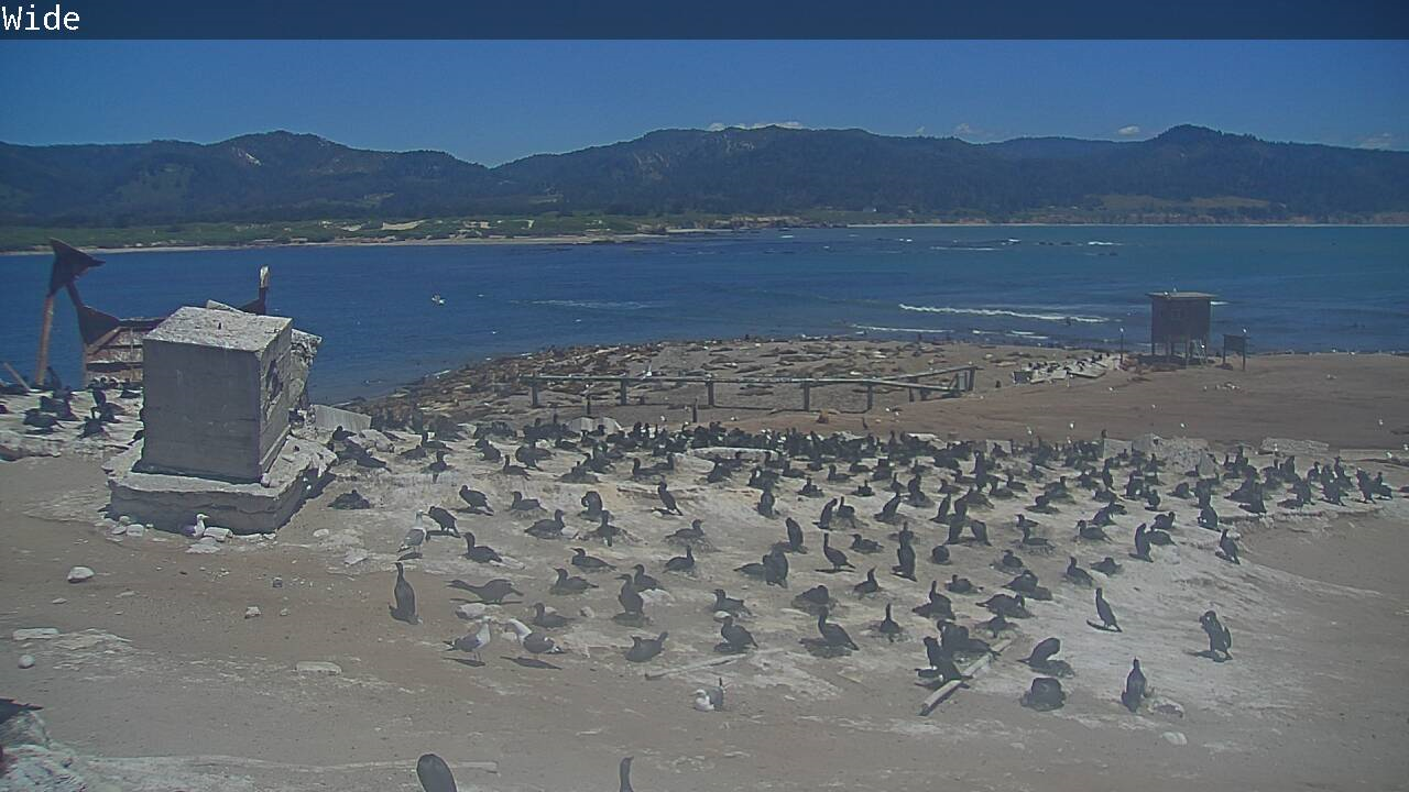Ano Nuevo Screen Cap