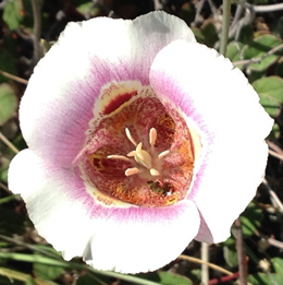 Mariposa Lilies