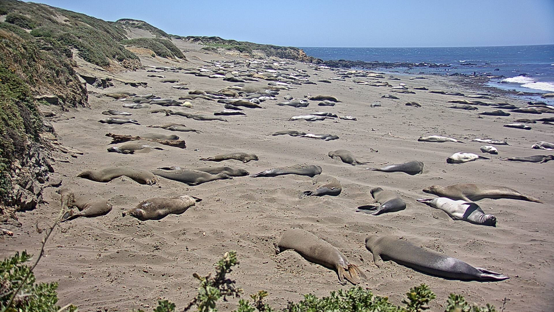 Piedras Blancas South Seal Cam