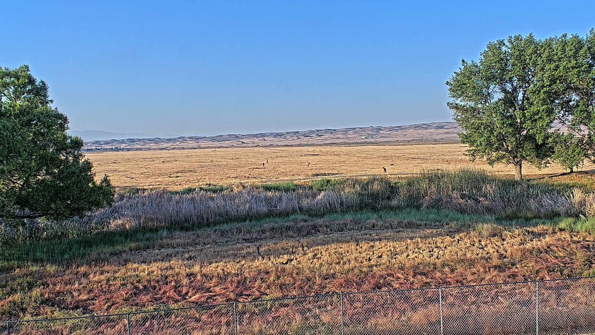 Tule Elk Screengrab