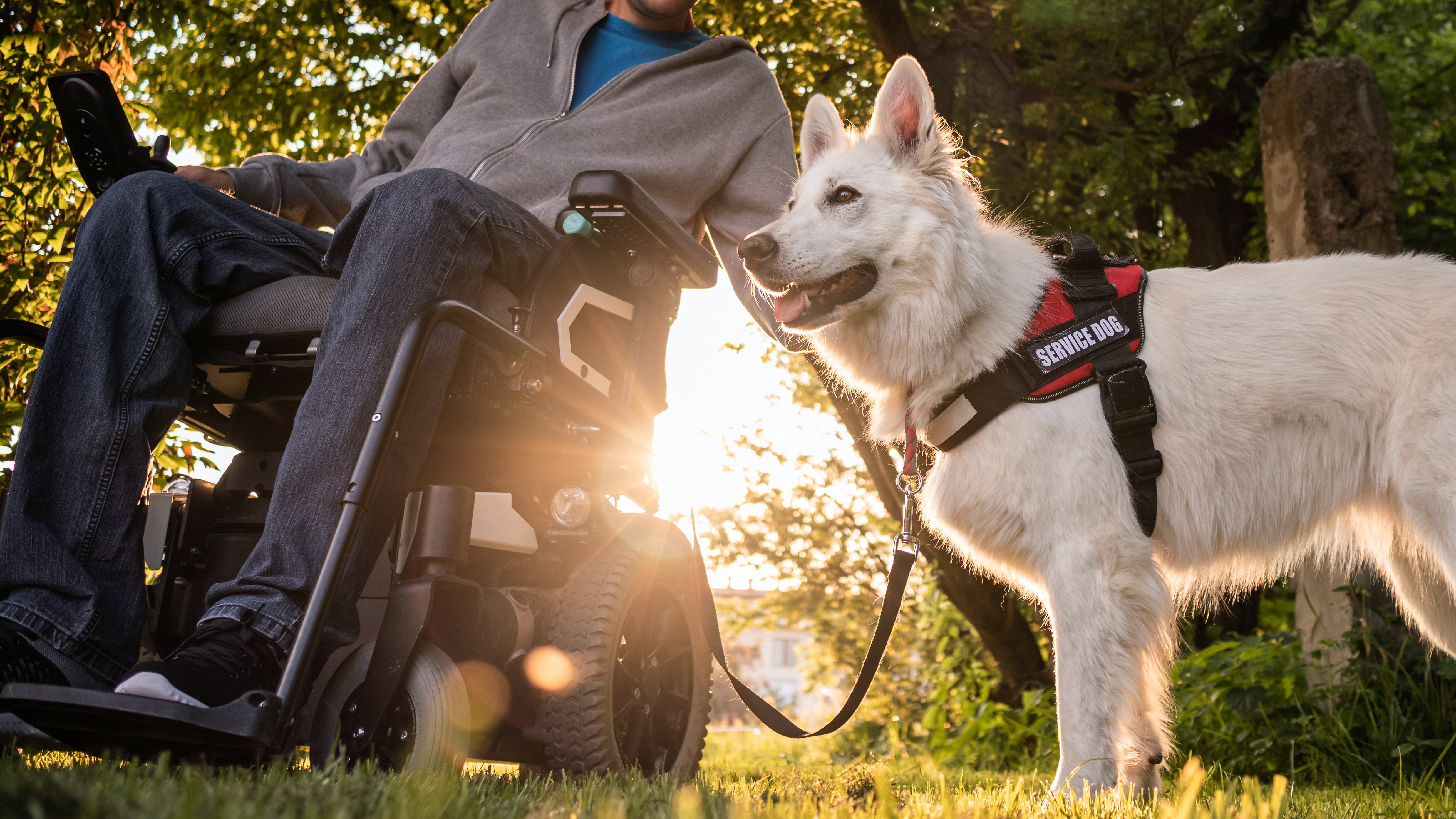 Person using a wheelchair with their service dog.