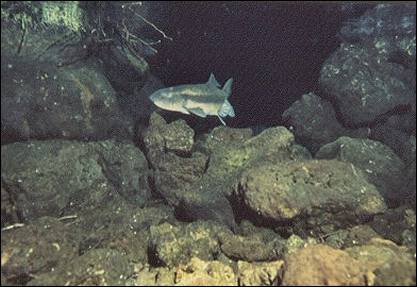 Image of Sacramento sucker 