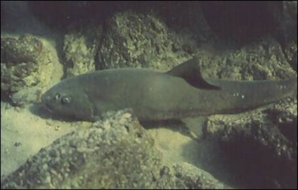 Image of Sacramento sucker