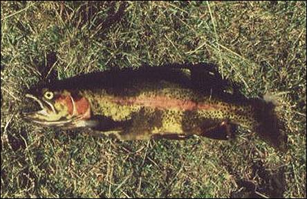 Image of rainbow trout