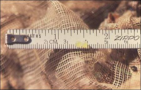Image of sucker eggs