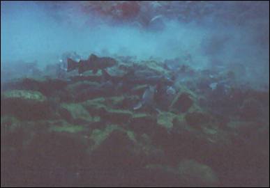 Image of schooling fish