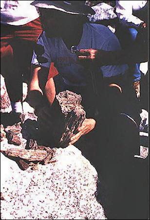 Image of fossilized wood