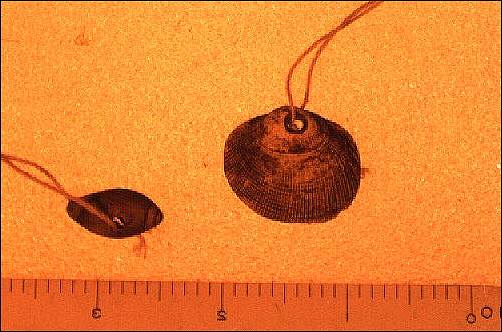 Chione pendant and olivella shell bead