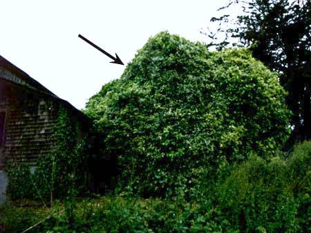 Image of ivy-covered tank