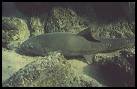 Sacramento Sucker Fish (Catostomus occidentalis)