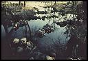 Stone Fish Traps