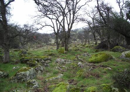Sutter Buttes' andesite boulders
