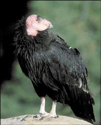 California Condor
