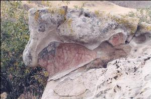 Carrizo Condor