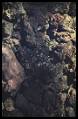 Image of spawning gravels