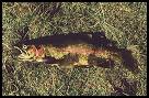 Rainbow Trout (Onchnrychus mykiss)