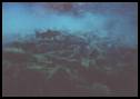 Image of a school of fish